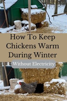 chickens in their coop with the words how to keep chickens warm during winter without electricity