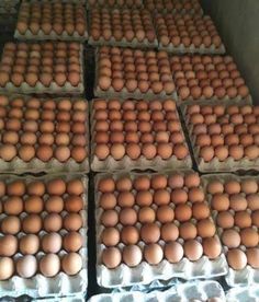 several rows of eggs in cartons sitting on the floor next to each other,