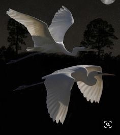 two white birds are flying in the night sky with trees and moon behind them,