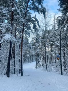 a snow covered path in the woods with trees on both sides and a blue sky above