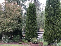 some very pretty trees by the side of a road with flowers in front of them