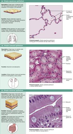 an image of different types of tissue and their functions in the human body info sheet