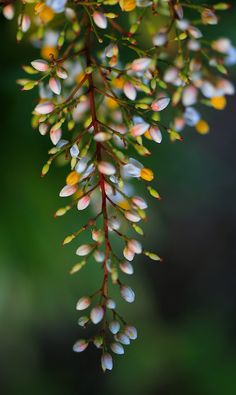 a close up of a plant with small flowers