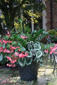 a potted plant sitting on top of a stone floor next to tables and chairs