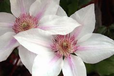 two white and pink flowers with green leaves