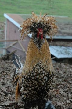 Pretty Chickens, Polish Chicken, Hen Chicken, White Chicken, Chicken Breeds, Hens And Chicks