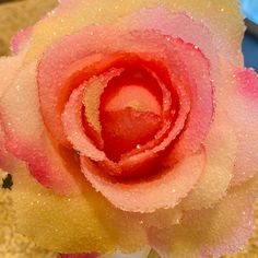 a pink and yellow rose with water droplets on it