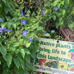 a sign that is sitting in the grass near some bushes and flowers with blue flowers around it