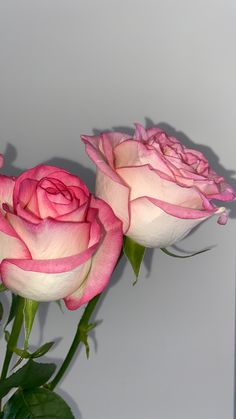 two pink roses in a vase on a table