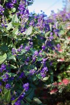 some purple flowers and green leaves on a sunny day