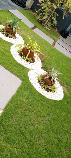 some very pretty plants in the middle of some nice green grass and rocks on the ground