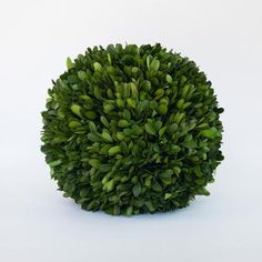 a bush with green leaves is shown on a white background and it appears to be in the shape of a ball