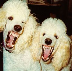 two white poodles with their mouths open