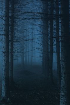 a dark forest filled with lots of trees covered in fog and light at the end of the night