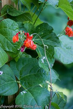 red flowers growing on the side of a green plant