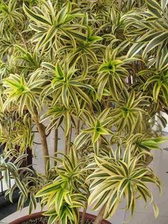 a potted plant with green and yellow leaves