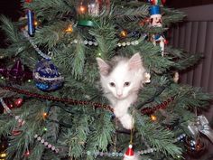 a white kitten sitting in the top of a christmas tree with ornaments on it's branches