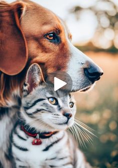 a cat and dog sitting next to each other