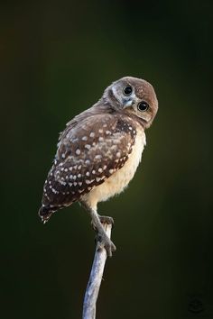 an owl sitting on top of a wooden stick