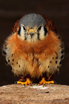 a small bird sitting on top of a rock