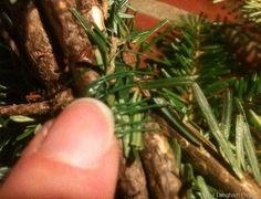 a hand is picking up pine needles from a tree