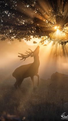 a deer standing under a tree with the sun shining through it