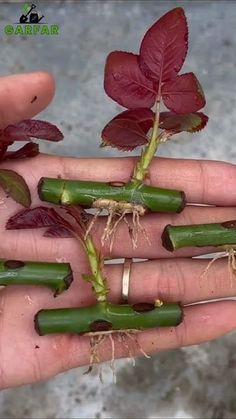 How to grow rose from cuttings, best result of rose cutting, #growroses  #garden #garden Roses Growing Tips, Rooting Roses From Cuttings, Propagating Roses From Bouquet, How To Grow Roses From Cuttings, How To Plant Roses From Stems, How To Propagate Roses From Cuttings, Rose Planting Ideas How To Grow, How To Plant Succulents, Root Propagation