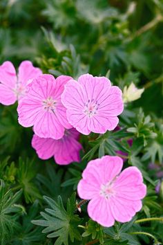 pink flowers are blooming in the garden