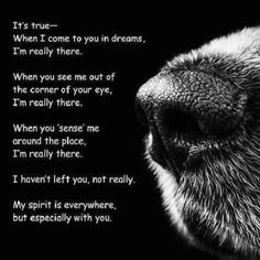 a black and white photo of a dog's face with the words it's true - when i come to you in dreams, i'm really here