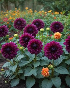 purple and orange flowers are growing in the garden