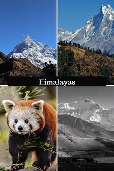 four different pictures with mountains in the background and one has a red panda on it's back