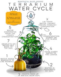 an image of a plant in a glass jar with instructions on how to use it