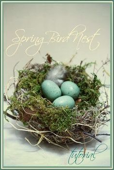 three eggs in a nest with moss and the words spring bird nest on it's side