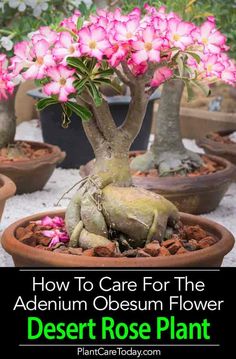 the desert rose plant has pink flowers growing out of it's roots and is surrounded by potted plants