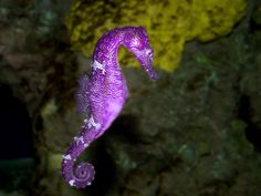 a purple sea horse standing on top of a rock