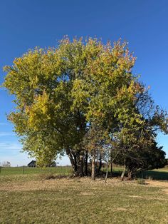 a large tree in the middle of a field