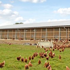 a large group of chickens walking around in the grass near a building that is under construction