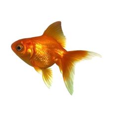 an orange goldfish swimming in the water with its head turned to look like it is looking