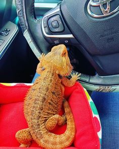 a small lizard sitting on top of a red pillow in a car seat next to a steering wheel