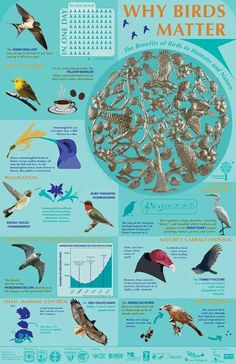 a poster with many different types of birds