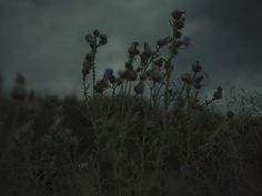 some very pretty flowers in the middle of a field with dark clouds behind them and an overcast sky