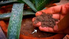 a person holding dirt in their hand next to an aloena plant with green leaves