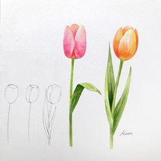 two pink and orange tulips are shown in this watercolor drawing by an artist