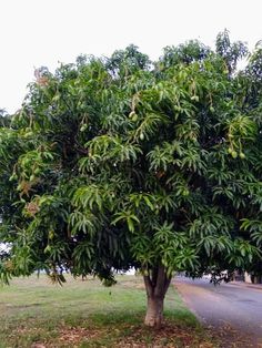 an orange tree with lots of fruit growing on it's branches next to a road