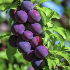 plums are growing on the tree and ready to be picked