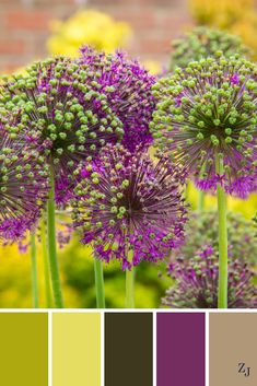 purple flowers with green stems in front of yellow and brown color palettes for the garden