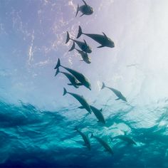 a group of fish swimming in the ocean water with sunlight shining on them's surface