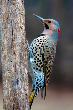 a woodpecker standing on the side of a tree