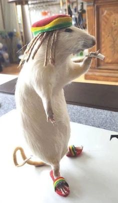 a rat with dreadlocks on its head is standing on it's hind legs