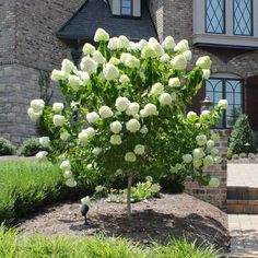 a white flowered bush in front of a large brick house with steps leading up to it